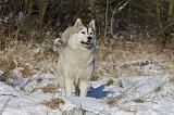 SIBERIAN HUSKY 754